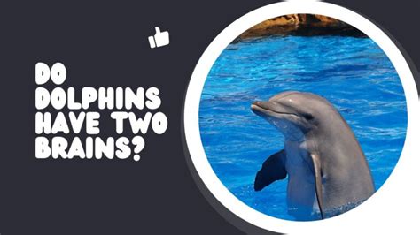 Do dolphins have 2 brains?
