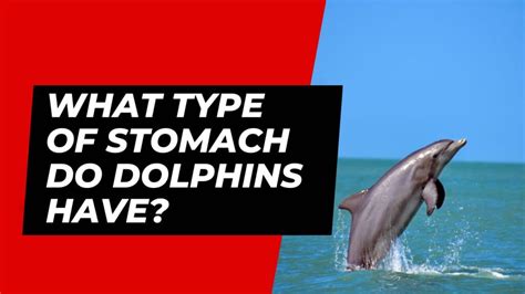 Do dolphins have 2 stomachs?