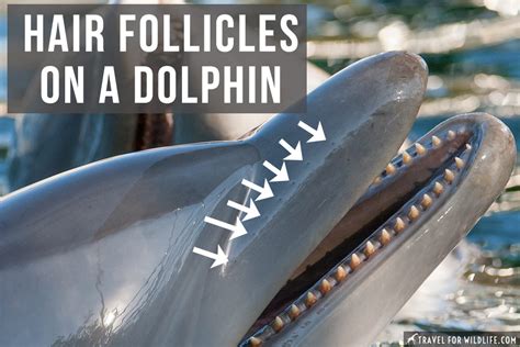 Do dolphins have hair?