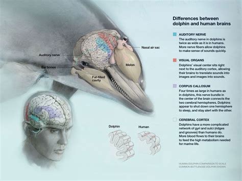 Do dolphins have high IQ?