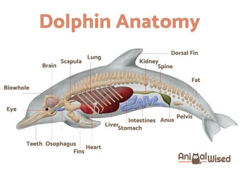 Do dolphins have lungs?