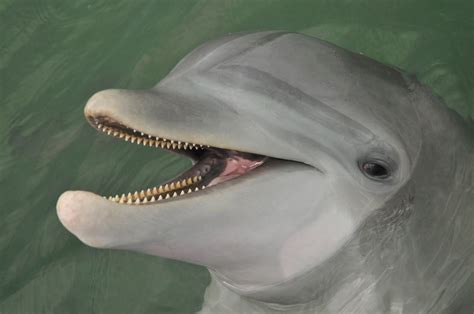 Do dolphins have teeth?