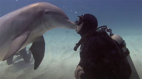 Do dolphins kiss humans?