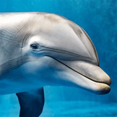 Do dolphins lay eggs?