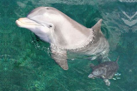 Do dolphins lay eggs or give birth?