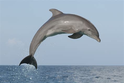 Do dolphins like being hugged?