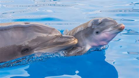 Do dolphins love their babies?