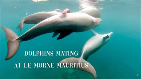 Do dolphins mate for life?
