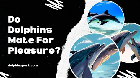 Do dolphins mate for pleasure?