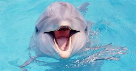 Do dolphins talk to each other like humans?