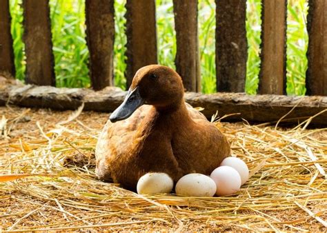 Do ducks lay eggs?