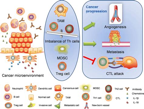 Do dying cancer cells cause inflammation?