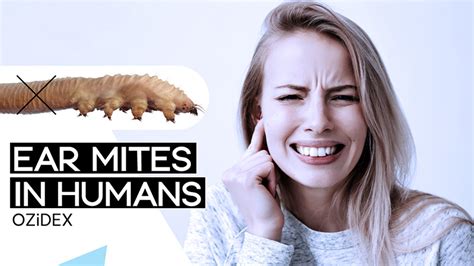 Do ear mites stay on humans?