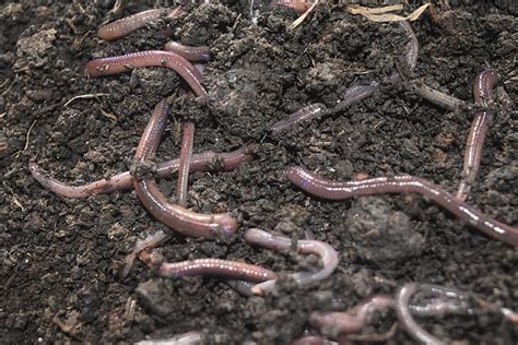 Do earthworms carry diseases?