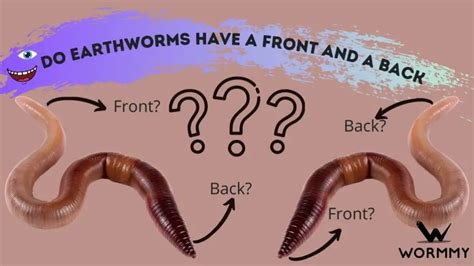 Do earthworms feel fear?
