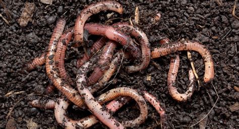 Do earthworms get cold?
