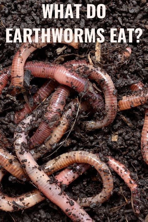 Do earthworms hate garlic?