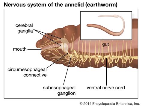 Do earthworms have a true brain?