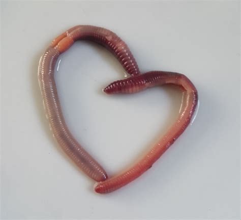 Do earthworms have blood?