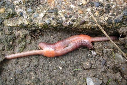 Do earthworms multiply fast?