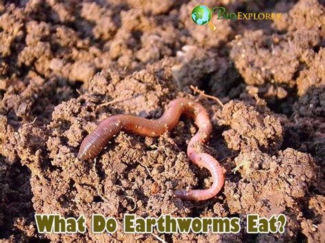Do earthworms play dead?