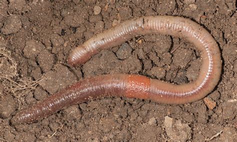 Do earthworms prefer light or dark?