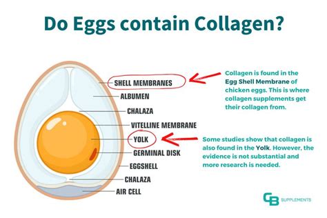 Do eggs increase collagen?