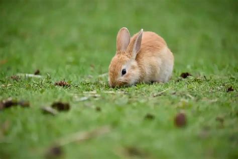 Do eggshells keep rabbits away?
