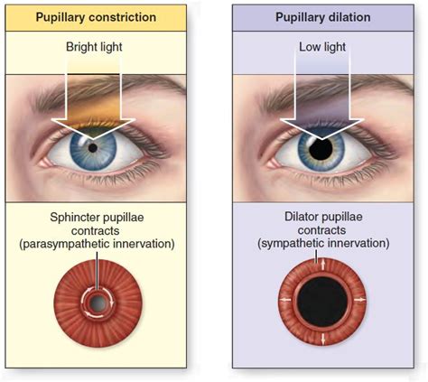 Do emotions change your pupils?