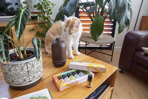 Do essential oils relax cats?