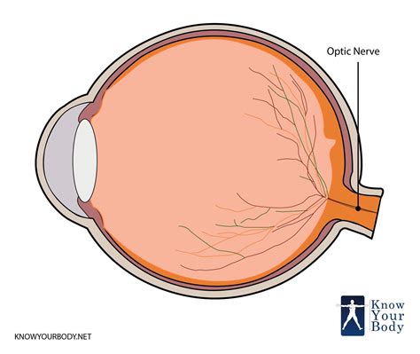 Do eye nerves grow back?