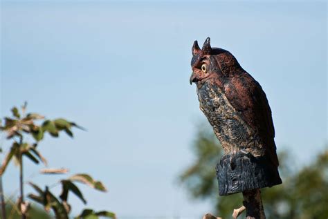 Do fake owls keep birds away?