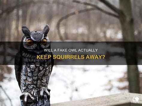 Do fake owls really keep squirrels away?