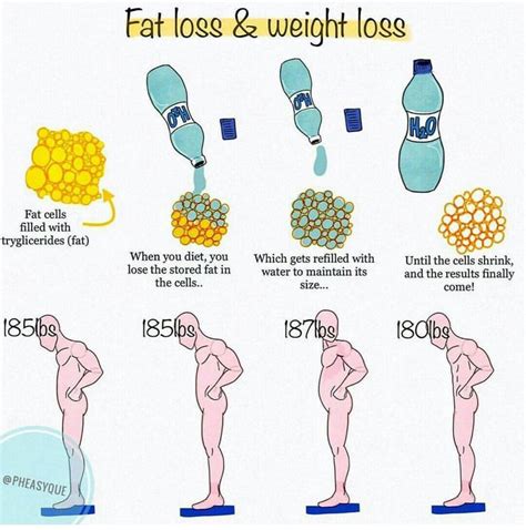 Do fat cells fill with water?