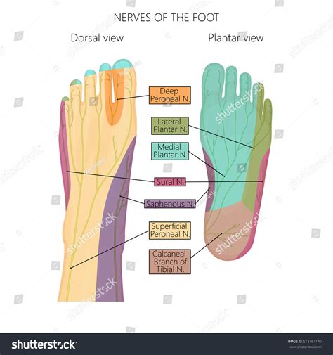 Do feet have the most nerve endings?