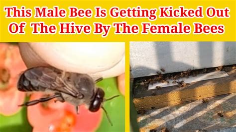 Do female bees kick out male bees?