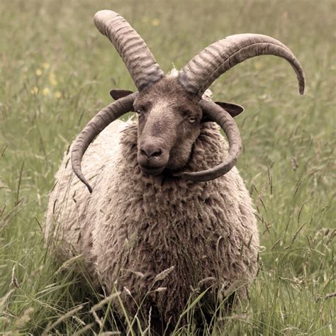 Do female black sheep have horns?