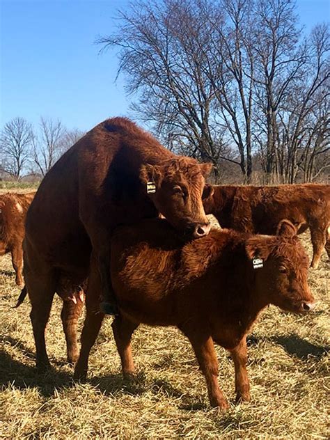 Do female cows mount other females?