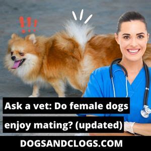 Do female dogs challenge each other?