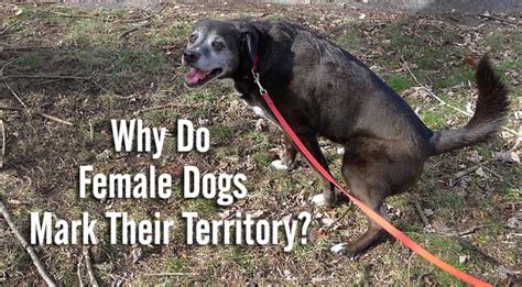 Do female dogs mark their territory?