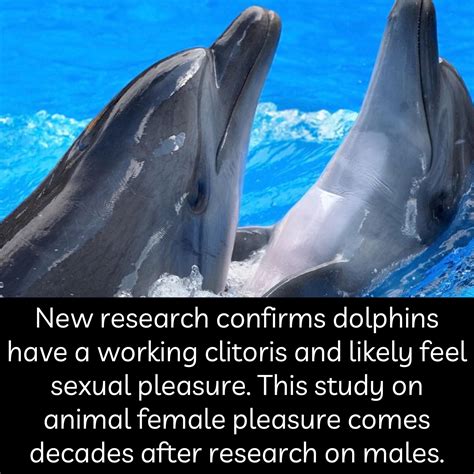 Do female dolphins feel pleasure?