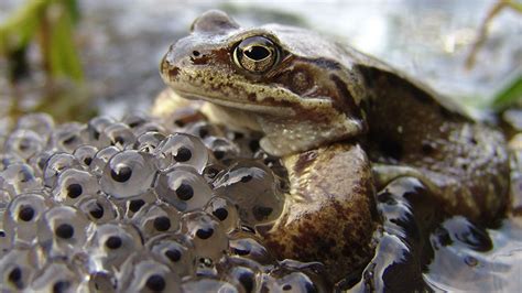 Do female frogs protect their eggs?