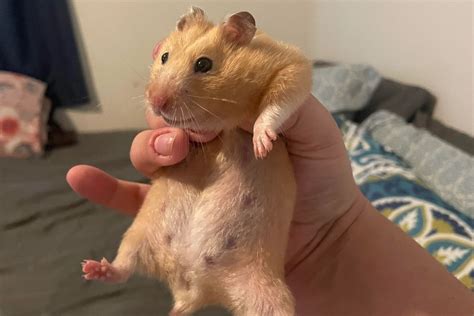 Do female hamsters get aggressive when pregnant?