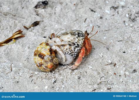 Do female hermit crabs fight?