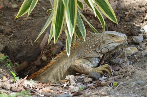 Do female iguanas lay eggs without a male?