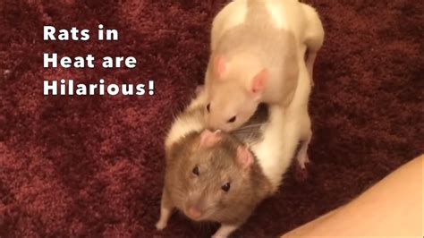 Do female rats enjoy sex?