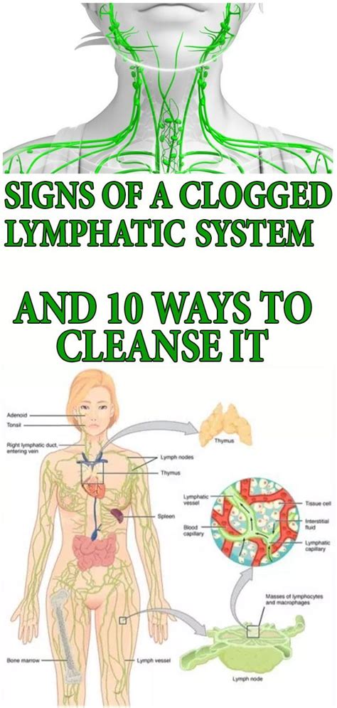 Do fillers clog your lymphatic system?