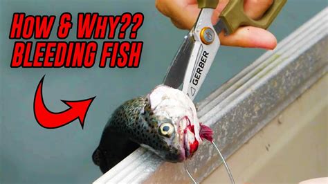 Do fish bleed when hooked?