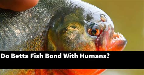 Do fish bond with humans?