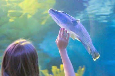 Do fish enjoy being pet?